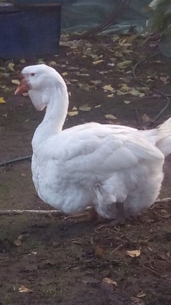 WhatsApp Image 2020-10-11 at 08.08.59 - gaste holmogor