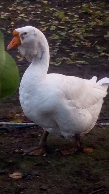 WhatsApp Image 2020-10-11 at 08.09.00 - gaste holmogor