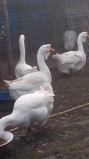 WhatsApp Image 2020-10-11 at 08.15.49 - gaste holmogor