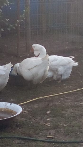 WhatsApp Image 2020-10-11 at 08.15.56 - gaste holmogor