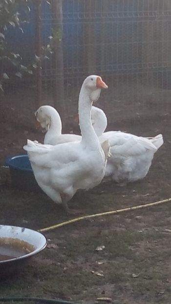WhatsApp Image 2020-10-11 at 08.15.57 (1) - gaste holmogor