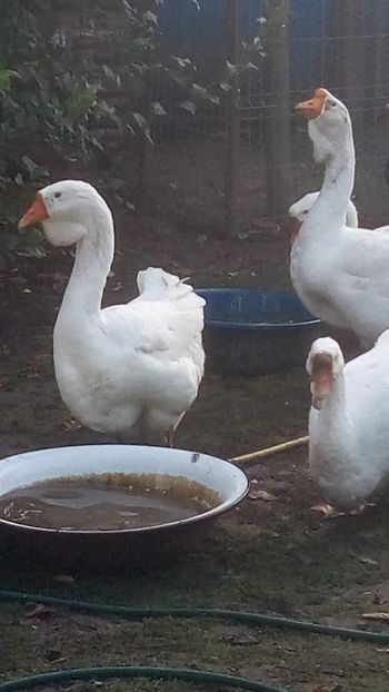WhatsApp Image 2020-10-11 at 08.15.57 - gaste holmogor