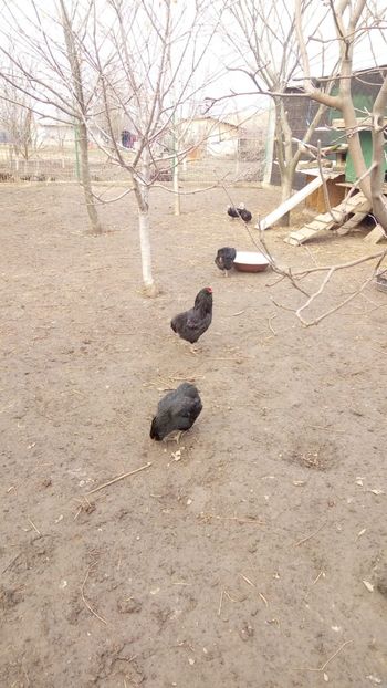 6c1c6f30-6257-4ad1-8b5c-730d6f53dea0 - gaini araucana