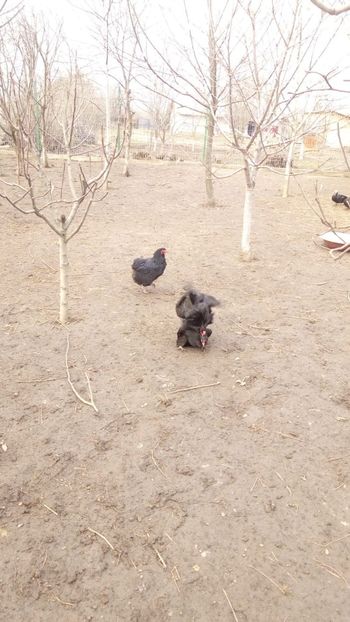 b0f16b0d-315d-4915-b3f8-577558755790 - gaini araucana