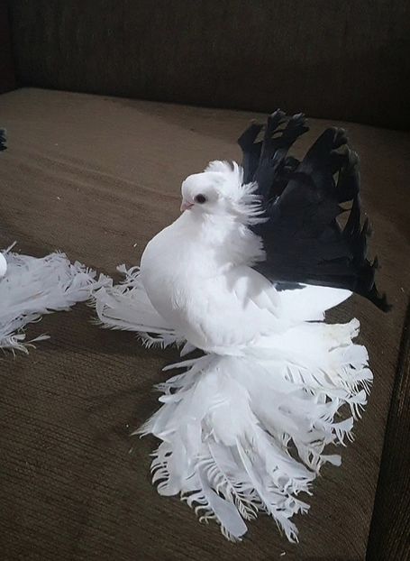 Mascul Novocerkask - Omsk si Nordcaucazian 2021