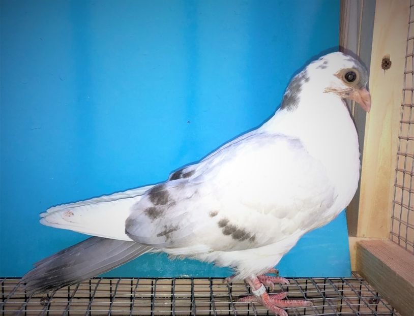 12242  femelă  2021 - Plecați ALBUM 3