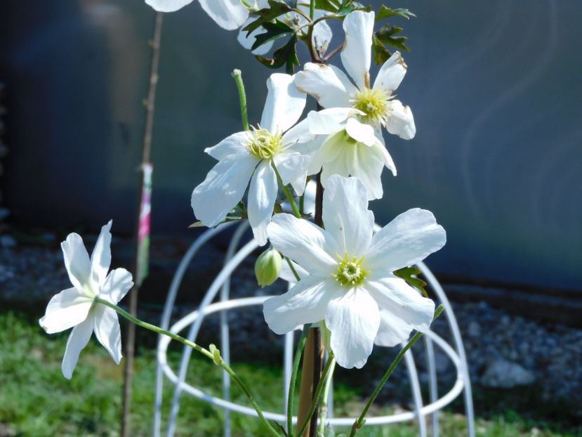 Clematis Avalanche - 0Gradina 2021