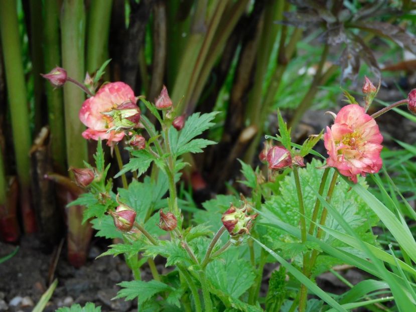 Geum Mai tai - 0Gradina 2021