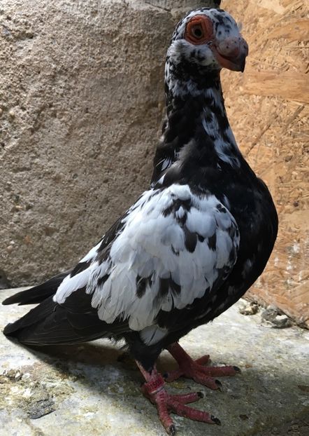  - Pui și tineret