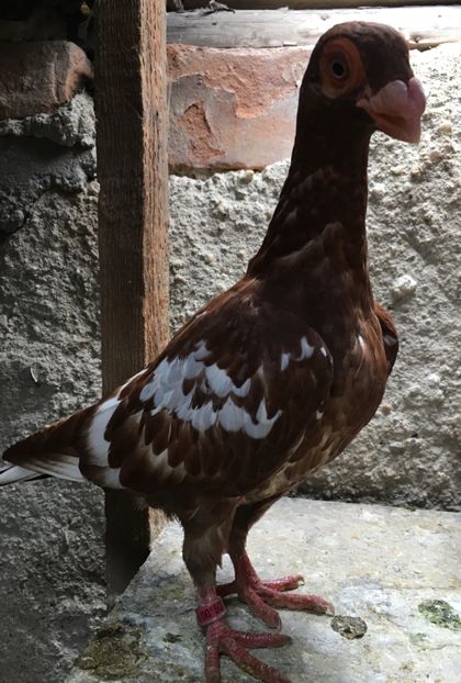  - Pui și tineret