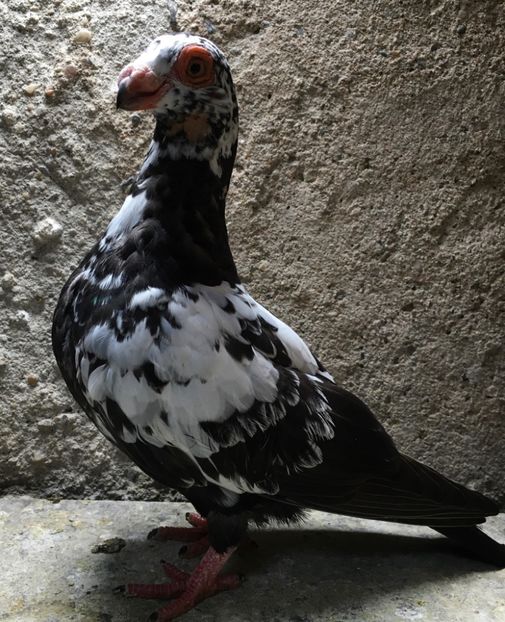  - Pui și tineret