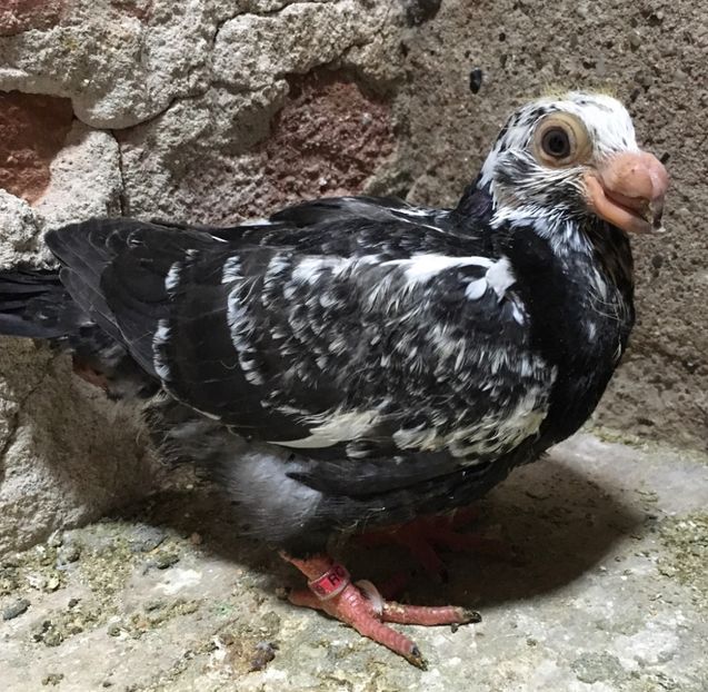  - Pui și tineret