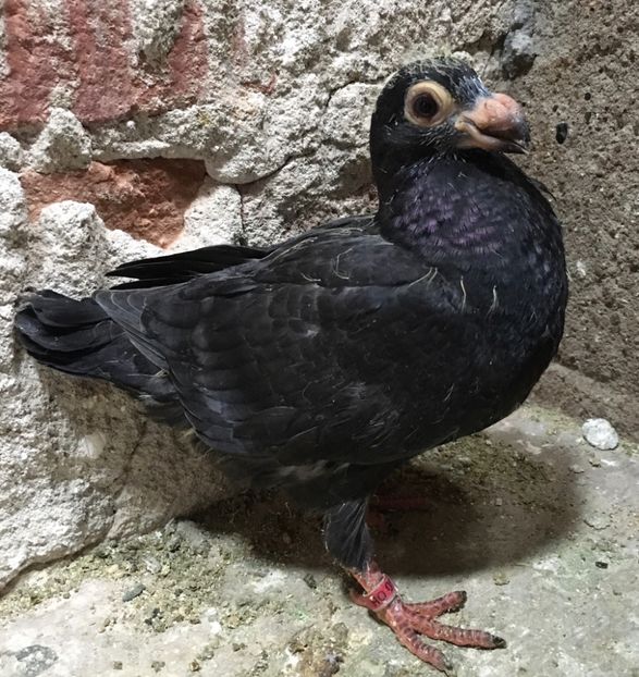  - Pui și tineret