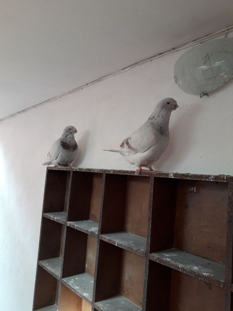  - Câțiva dintre porumbeii mei