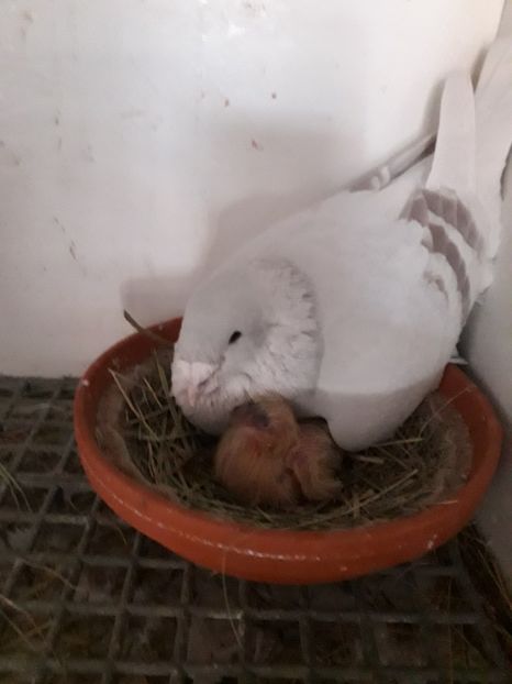  - Câțiva dintre porumbeii mei