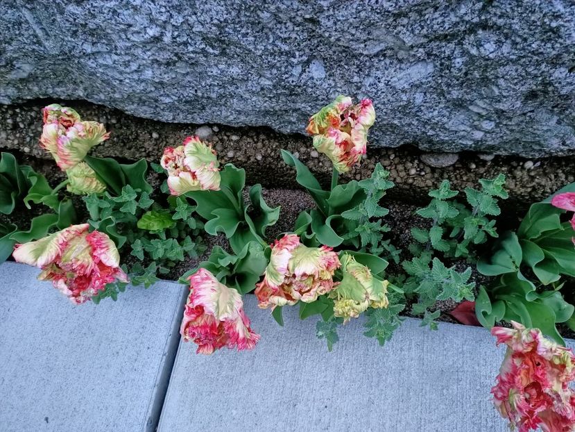 1 Mai 2021 - Calendarul