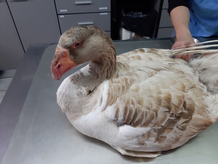 Probleme de sanatate - Gaste Tula 2021 - Tula geese Tula kampfganse Tula oie