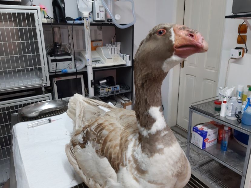 Mergem la veterinar - Gaste Tula 2021 - Tula geese Tula kampfganse Tula oie