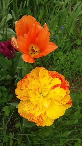  - Primăvara în grădină