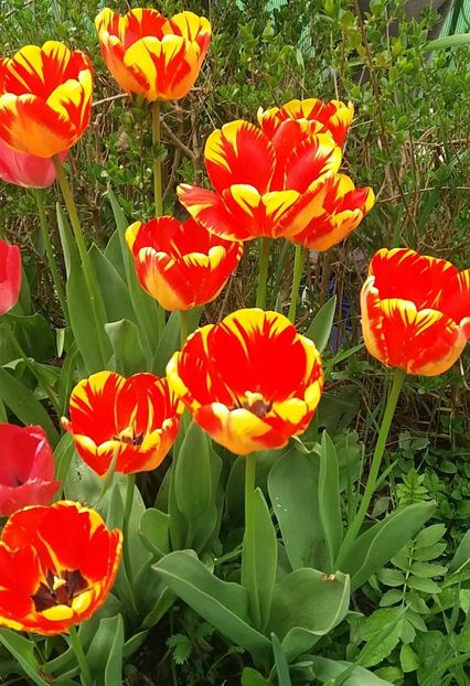  - Primăvara în grădină