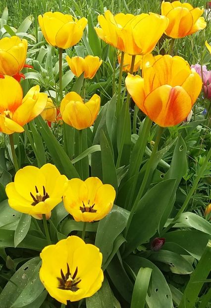  - Primăvara în grădină