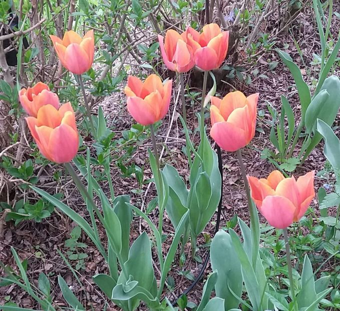  - Primăvara în grădină