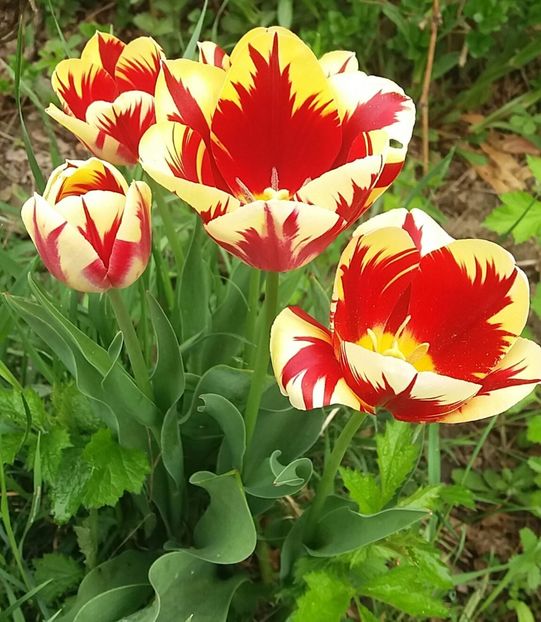  - Primăvara în grădină