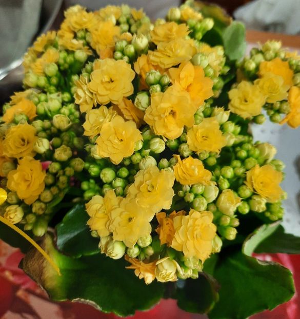 20210501_142955~2 - Kalanchoe