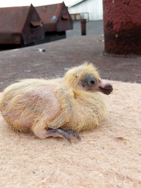 Pui-nr.4 - Pui-ASR-2021