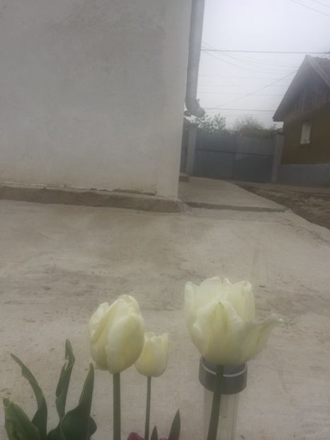 image - Primăvara 2021