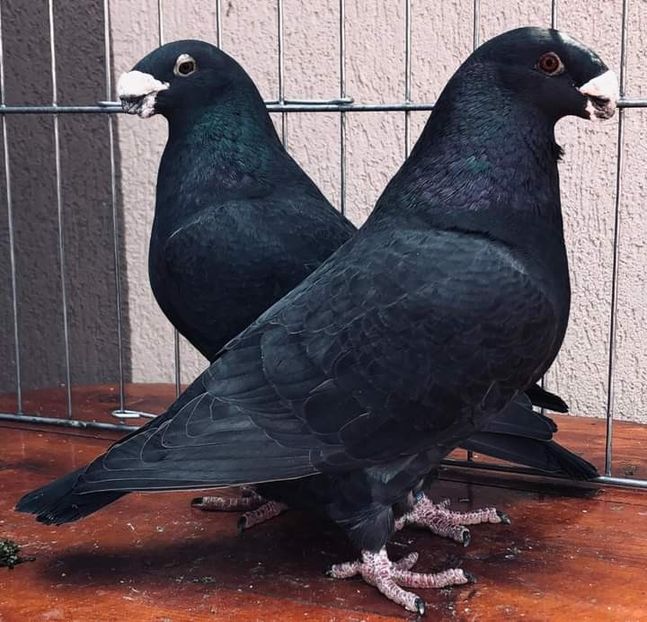  - NU IMI APARTIN ALBUM NR 2