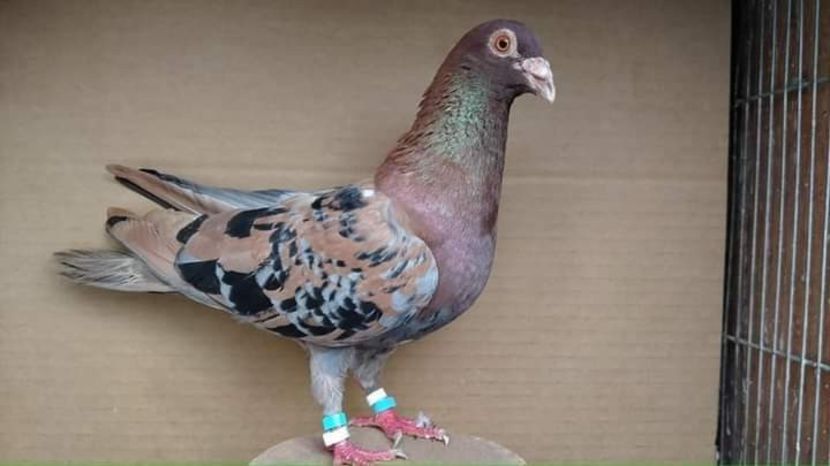  - NU IMI APARTIN ALBUM NR 2