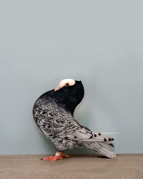  - NU IMI APARTIN ALBUM NR 2