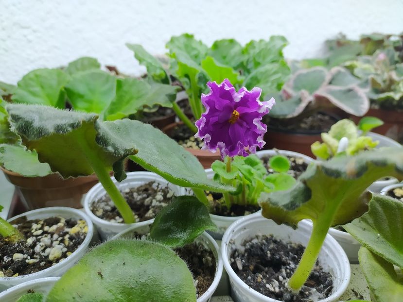 1 mai 2021 - ZZZ_EK Malachitovaya Orchidea