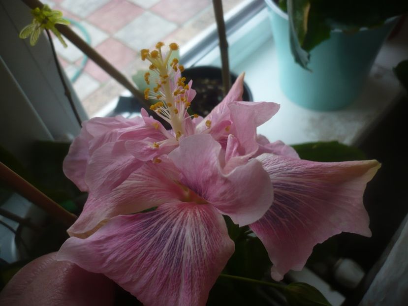 P1470645 - HIBISCUSI 2021-1