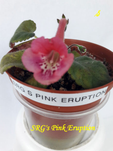 SRG s Pink Eruption(1-05-2021) - Sinningii 2021