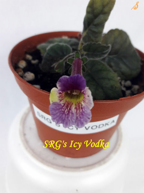 SRG s Icy Vodka(1-05-2021) - Sinningii 2021
