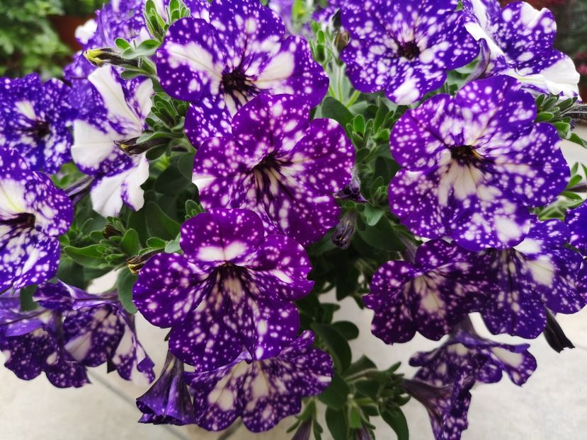 Paște fericit!! - 0 0 2021