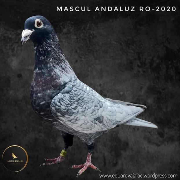  - NU IMI APARTIN ALBUM NR 2