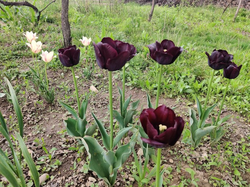 Paul Scherer - Lalele