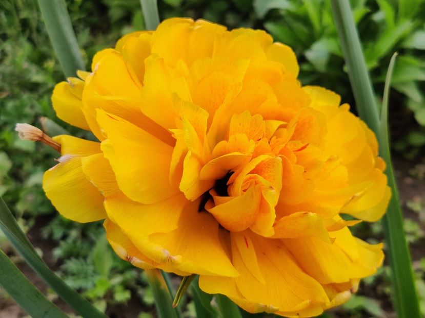 Sun Lover tânără - Lalele