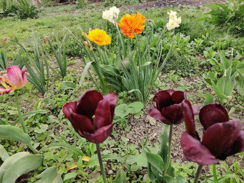 Queen of night - Lalele