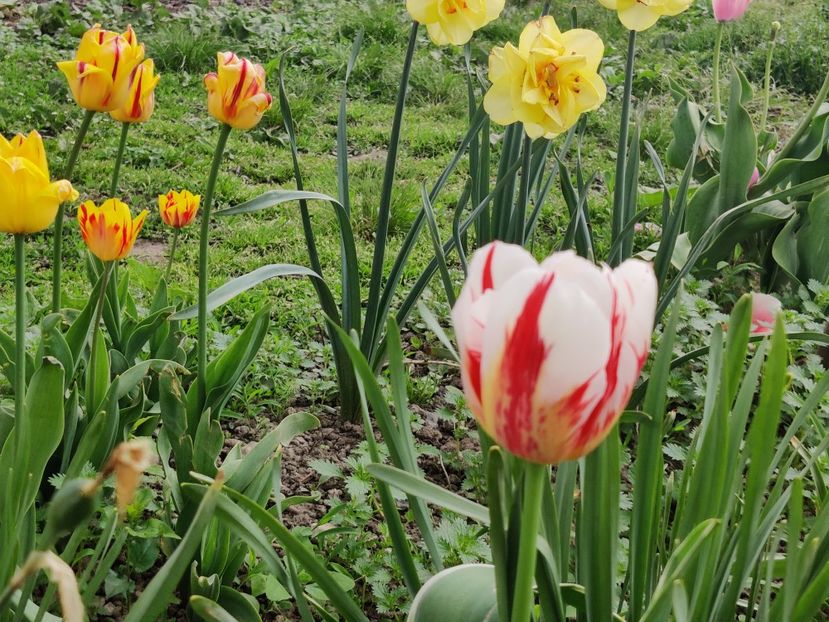 Happy Generation - Lalele