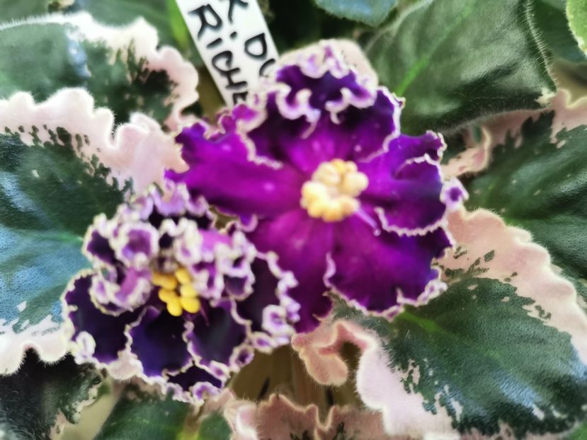  - NK Duke de Richelie de la Sanja M