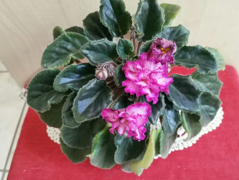  - Ian Minuet de la Olivia