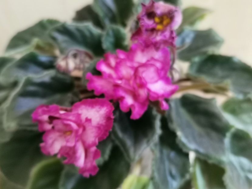  - Ian Minuet de la Olivia