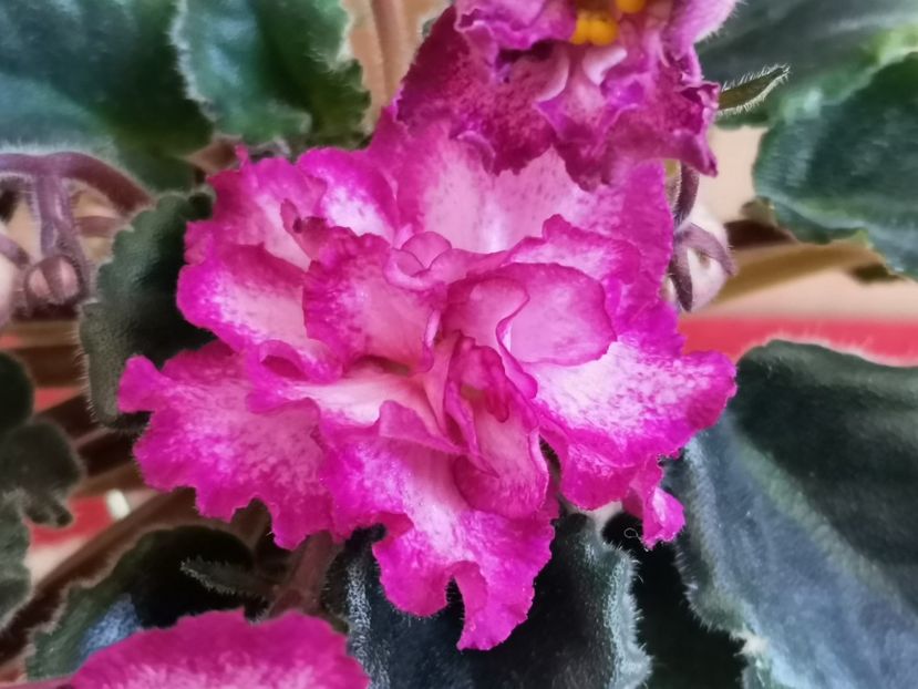  - Ian Minuet de la Olivia