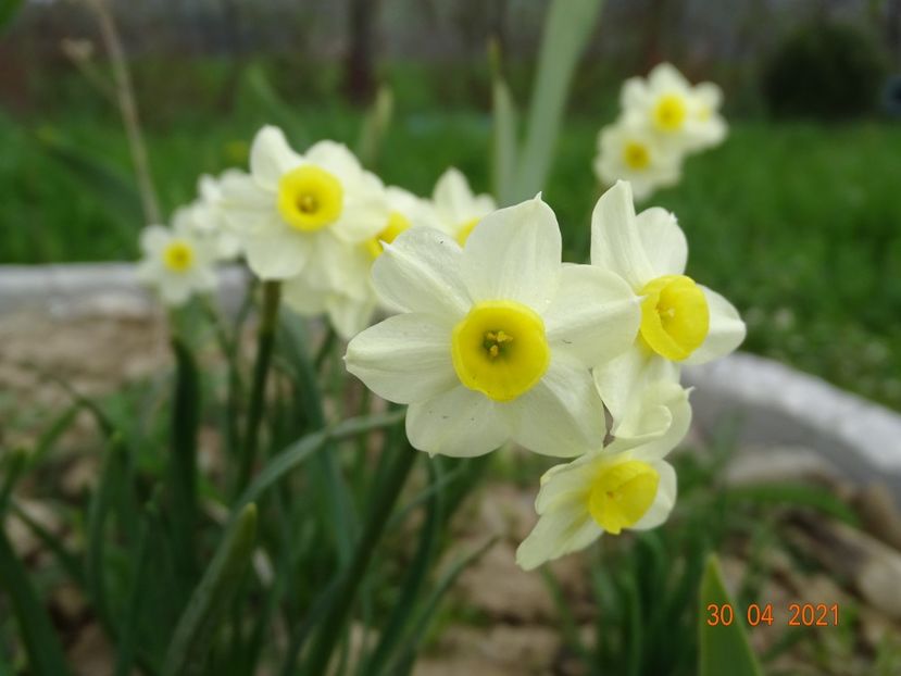 narcise Minnow - Stancarie 2021