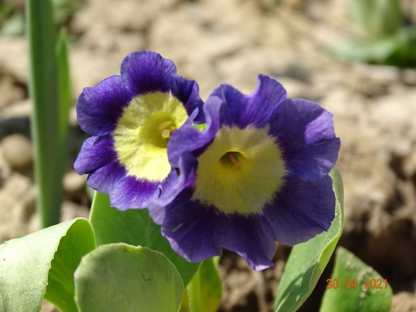 primula pubescens - Stancarie 2021