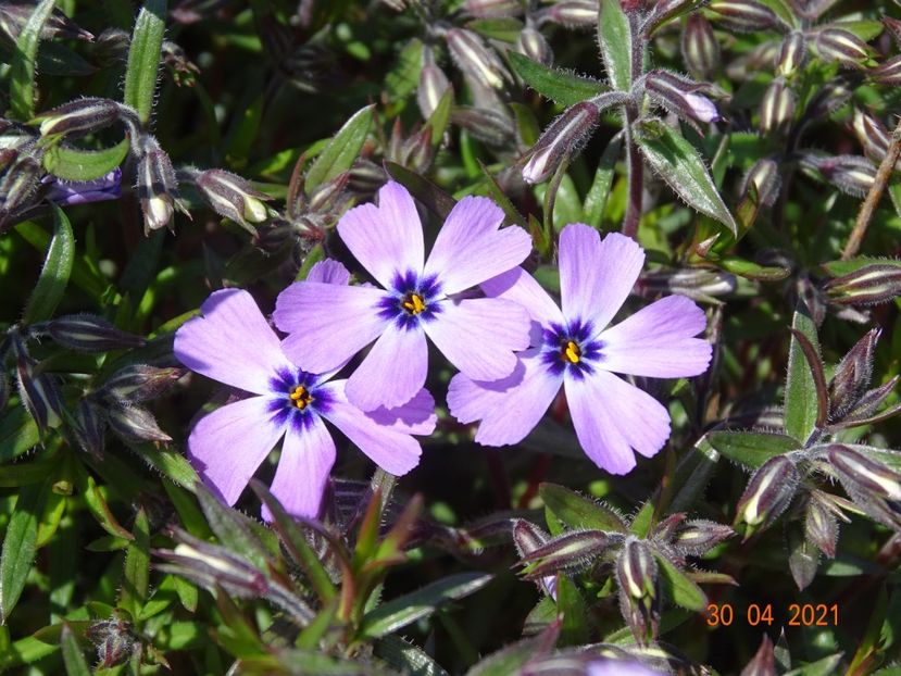phlox subulata Purple Beauty - Stancarie 2021